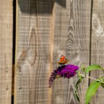 papillon rouge sur fleur violette lilas